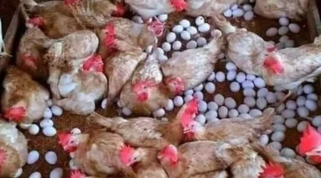 تحولات جديدة في أسعار الفراخ البيضاء والبلدي داخل الأسواق المحلية اليوم